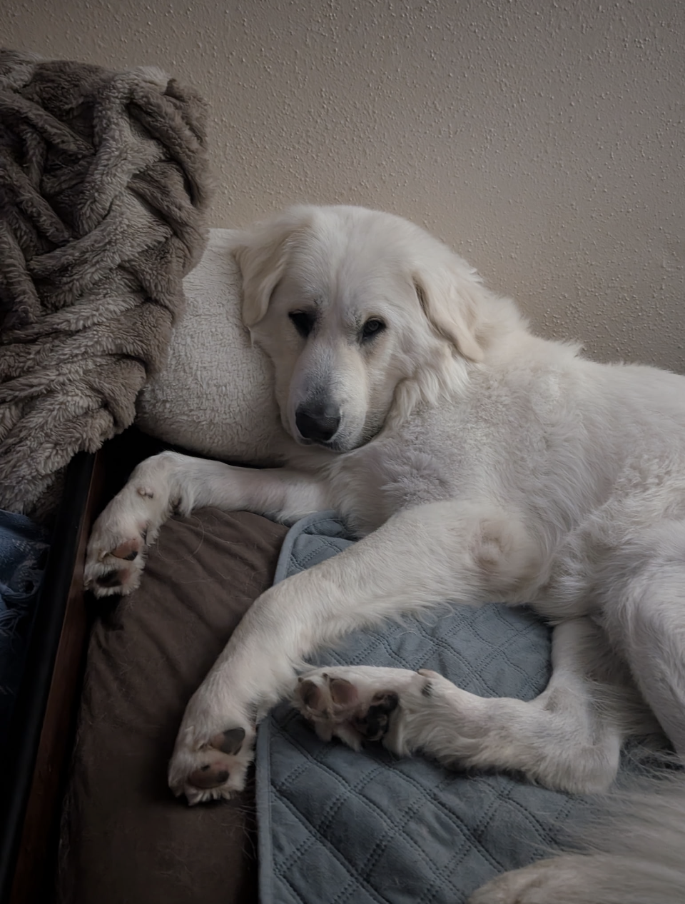 JJ Bear